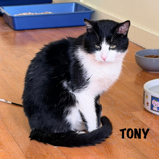 Photo de TONY