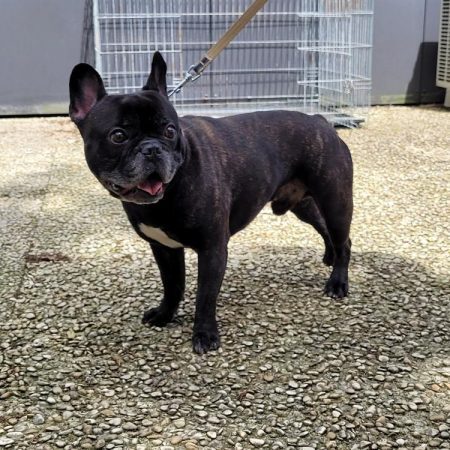 Brouck - Chien Bouledogue Français à adopter