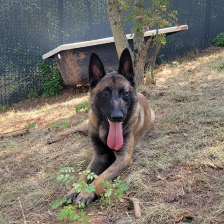 Stone - Chien Berger Belge Malinois à adopter