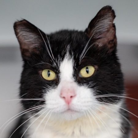 Dixi - Chat à adopter