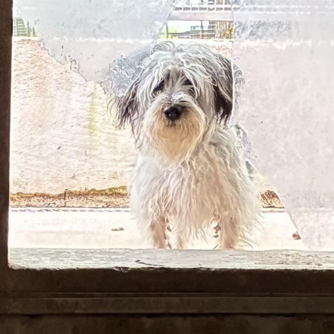 Photo de Doggy