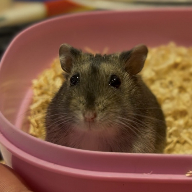 Photo de Chopeur