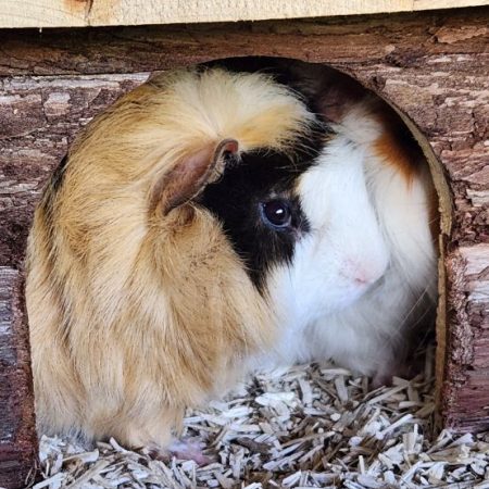 Chichon - Rongeur Cobaye à adopter