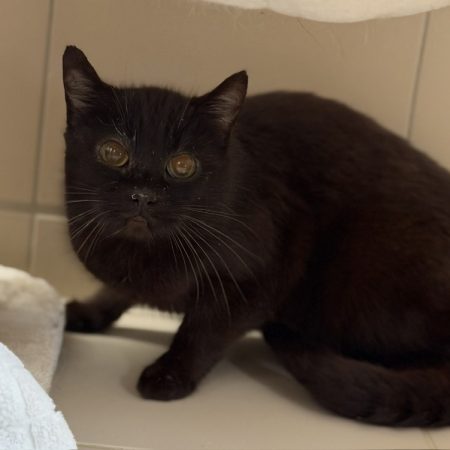 Rune - Chat Européen à adopter