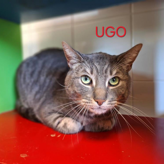 Ugo