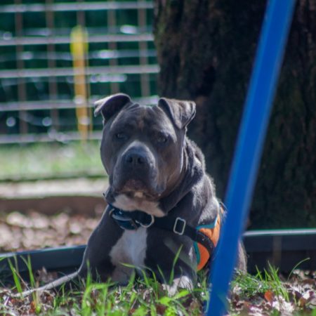 Juice - Chien à adopter