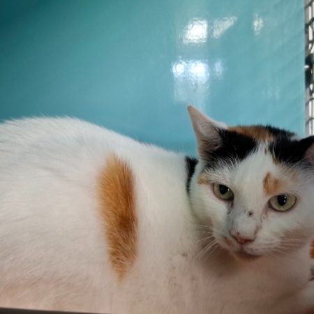Nenette - Chat Européen à adopter