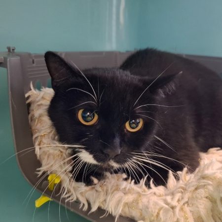 Gros minette - Chat Européen à adopter