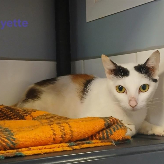 Mayette