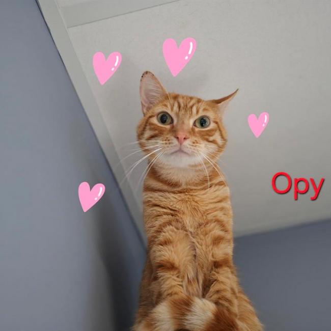 Opy