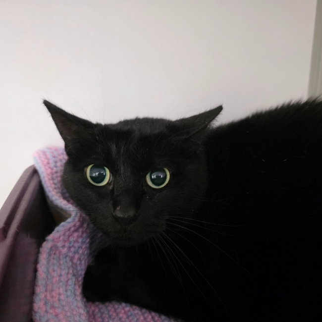 Maya