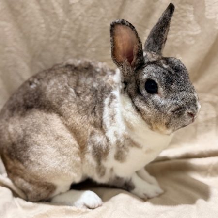 Camille - Rongeur Lapin à adopter