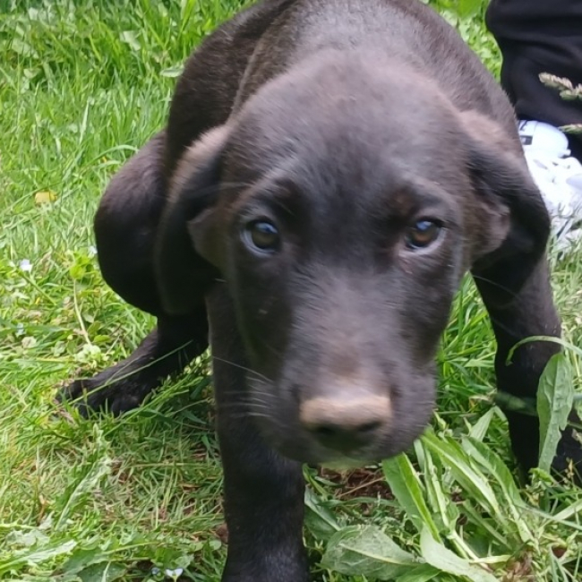 Photo de Lupin