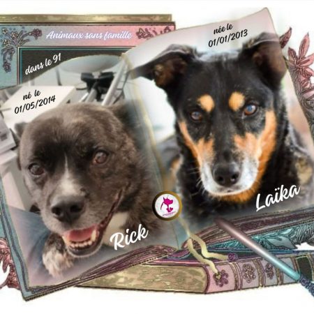 Rick & Laïka - Chien Beauceron à adopter