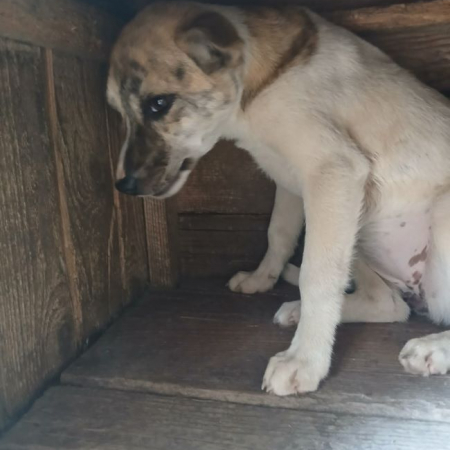Louna - Chien à adopter