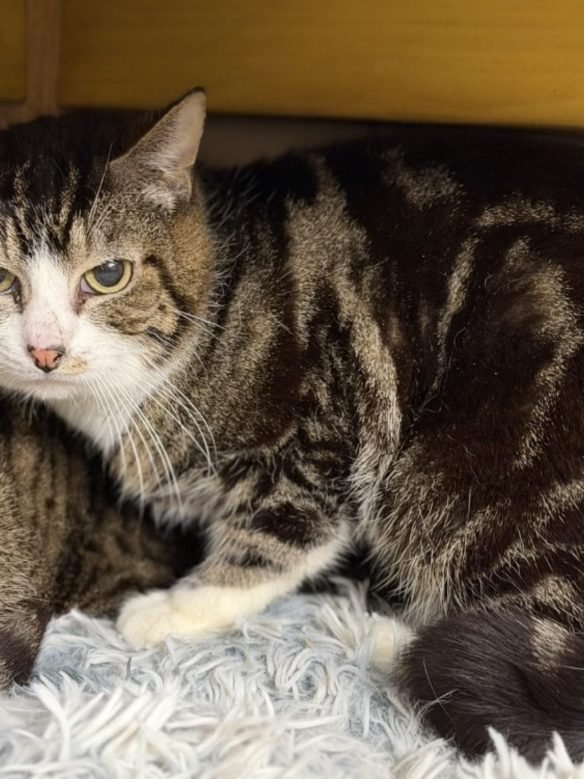 Aziel - Européen à adopter à Compiègne (60) - Animaux.fr