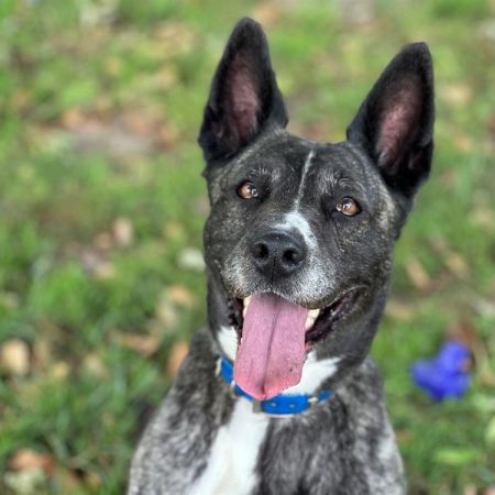 Nirka - Chien à adopter