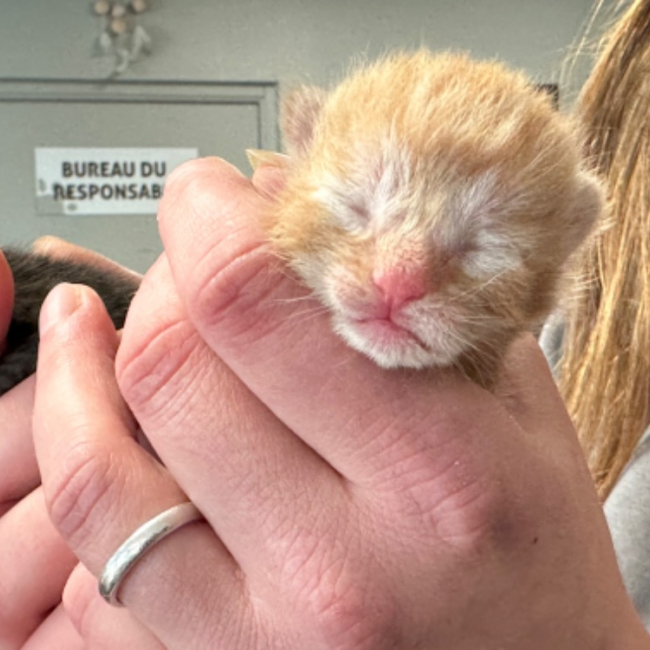 Photo de Caramel