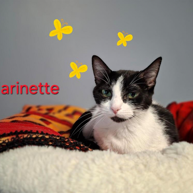 Marinette
