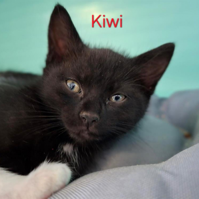Kiwi