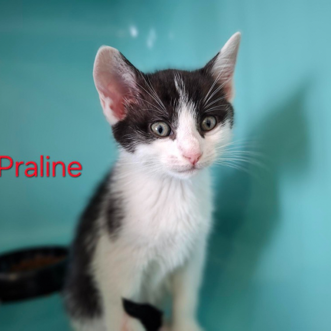 Photo de Praline