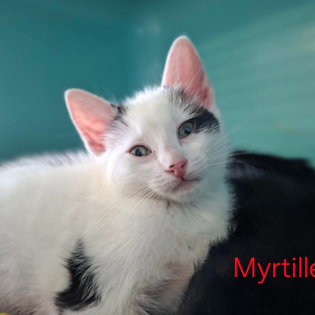 Photo de Myrtille