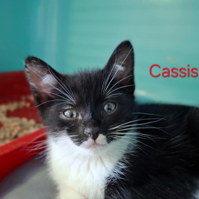 Photo de Cassis