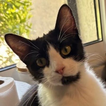 Charme - Chat Européen à adopter