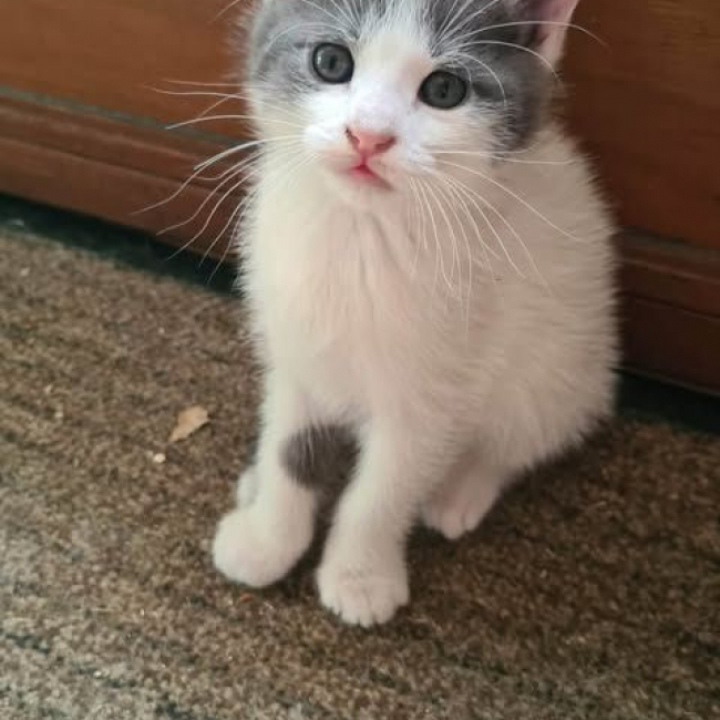 Photo de DOMINO
