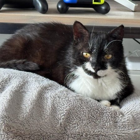 Shortlegs - Chat Européen à adopter