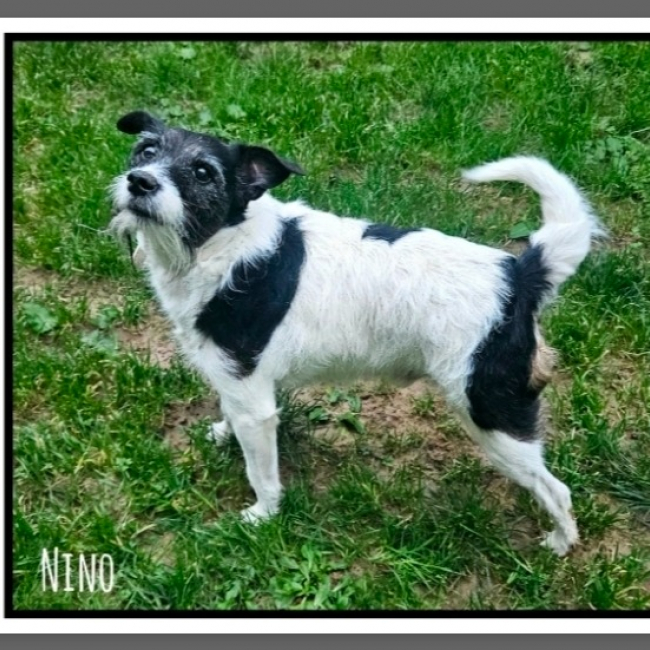 Nino