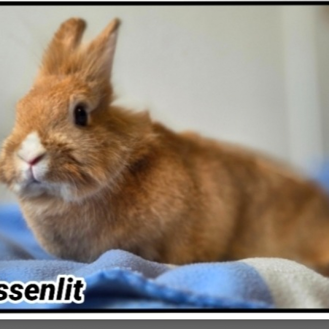Pissenlit