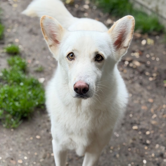 Photo de Pongo