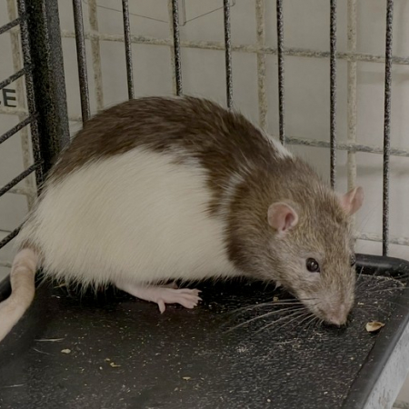 Diateur - Rongeur Rat à adopter