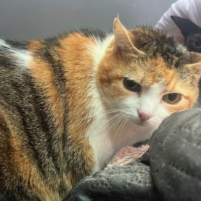 Photo de Courgette