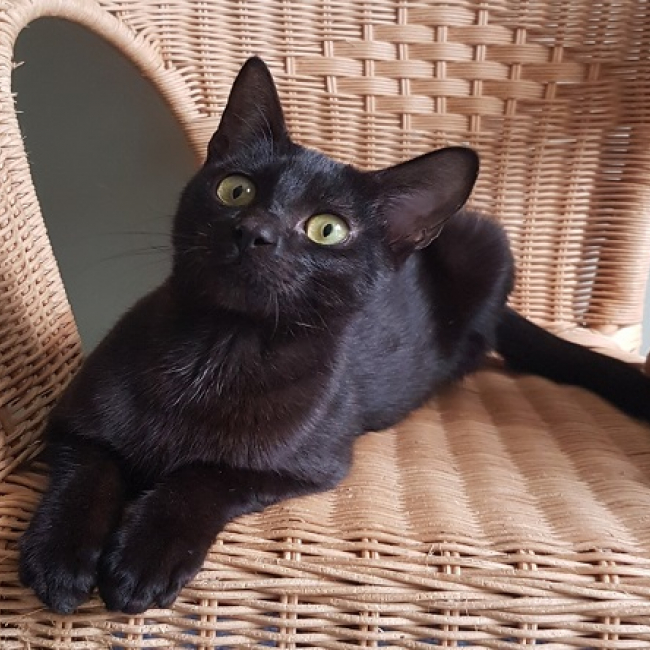 Photo de Grizzli