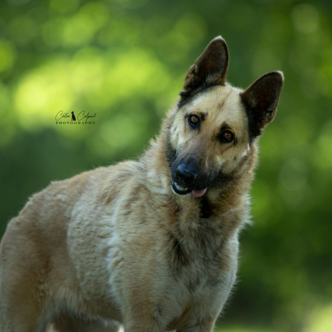 Photo de Xena