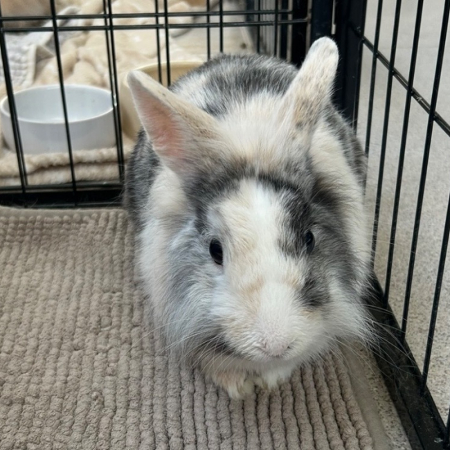Photo de Cookie