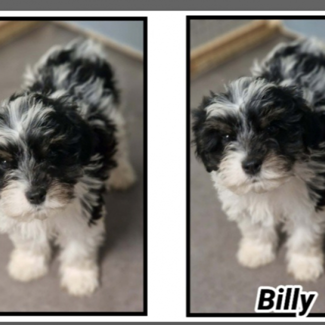Photo de Billy réservé