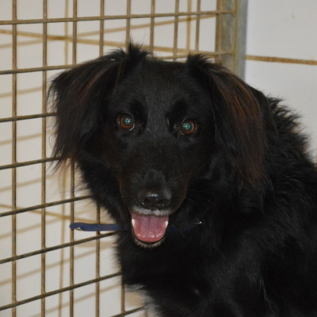 Photo de Blacky