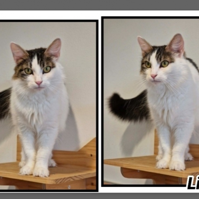 Photo de Lilas