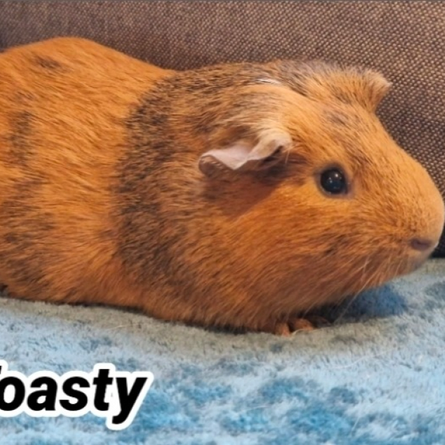 Photo de Toasty