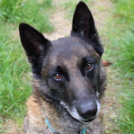 Max - Chien Berger Belge Malinois à adopter