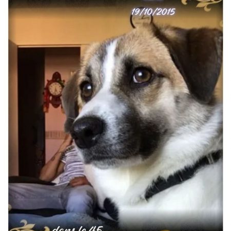 Lua - Chien à adopter