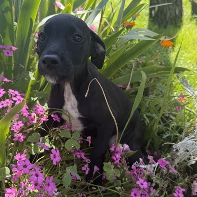 Belle