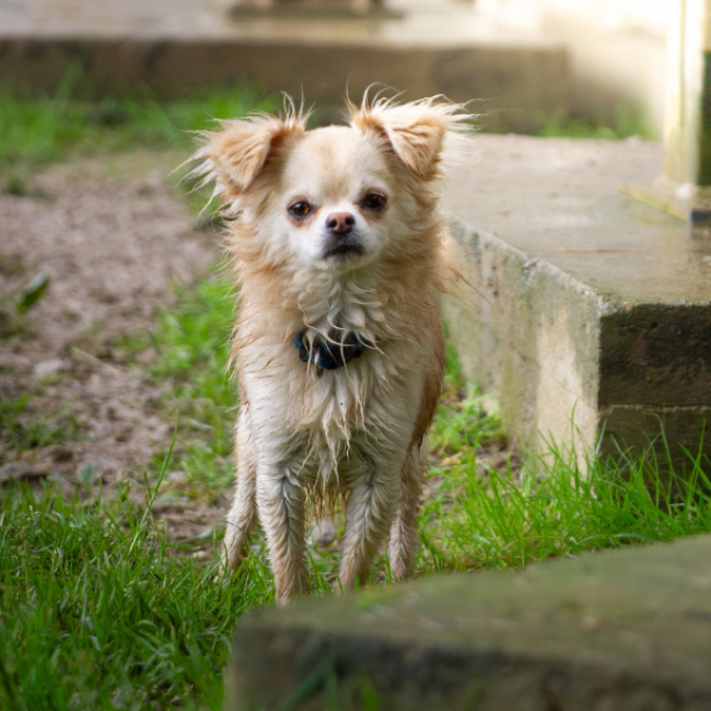 Photo de Milou