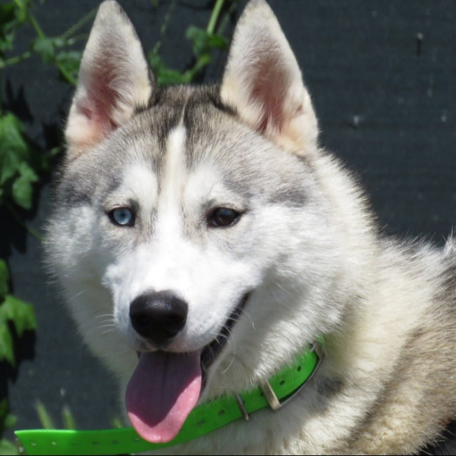 Niska