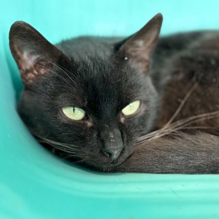 Obama - Chat Européen à adopter