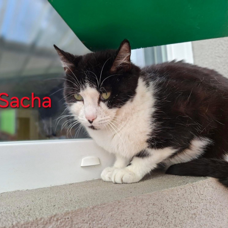 Photo de Sacha