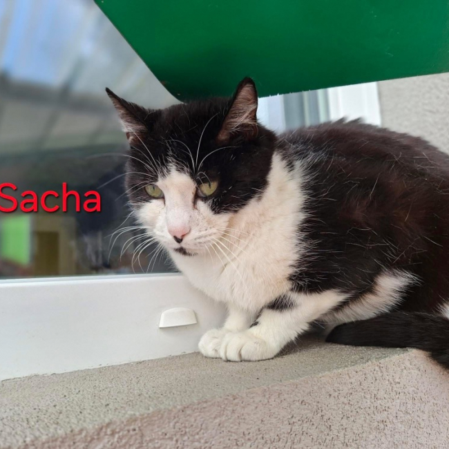 Sacha